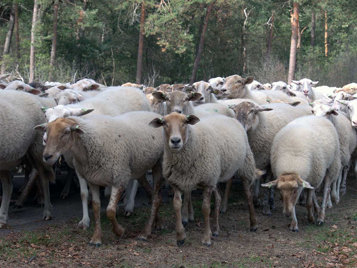schapen
